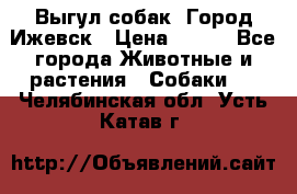 Выгул собак. Город Ижевск › Цена ­ 150 - Все города Животные и растения » Собаки   . Челябинская обл.,Усть-Катав г.